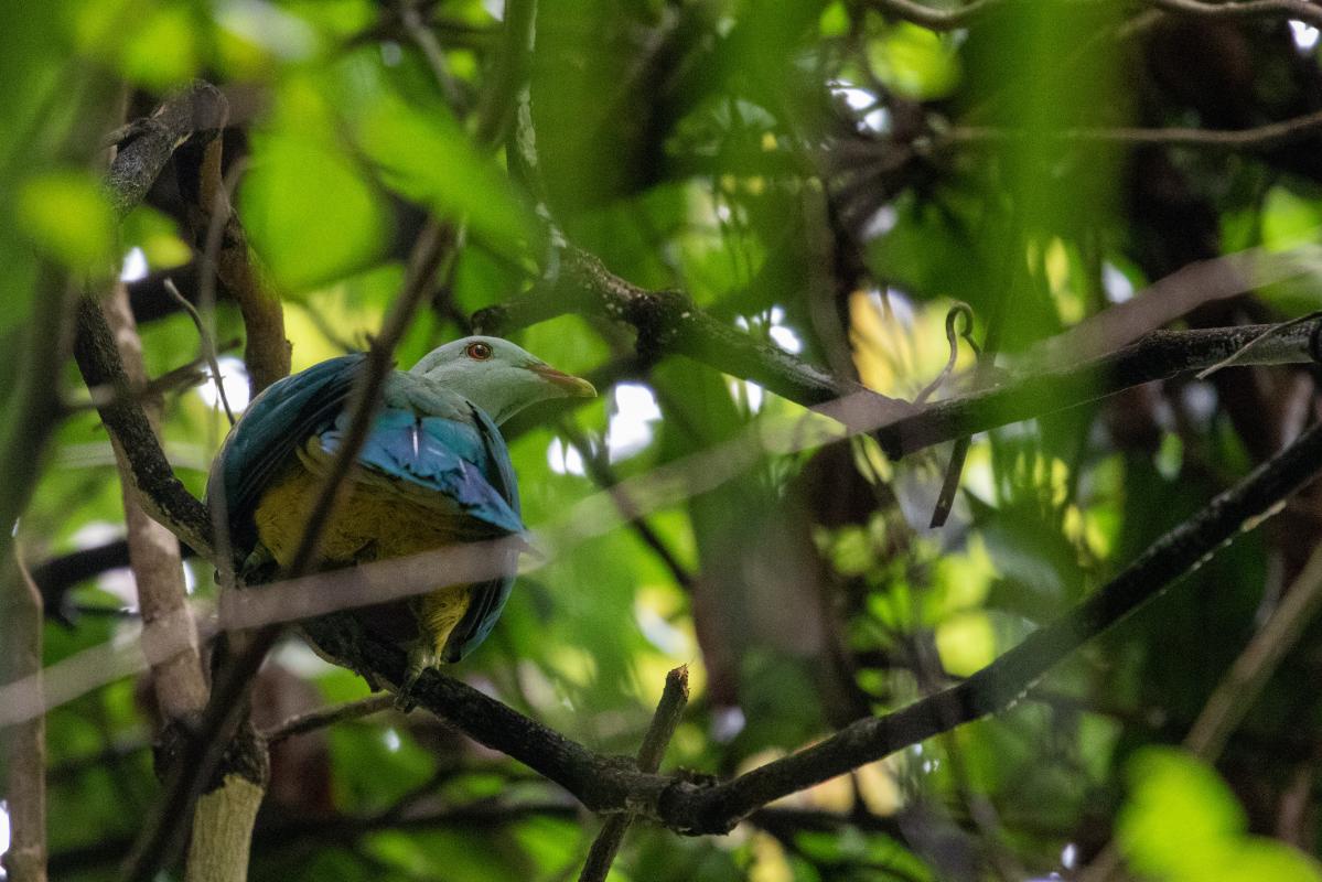 Wompoo fruit dove (Ptilinopus magnificus)