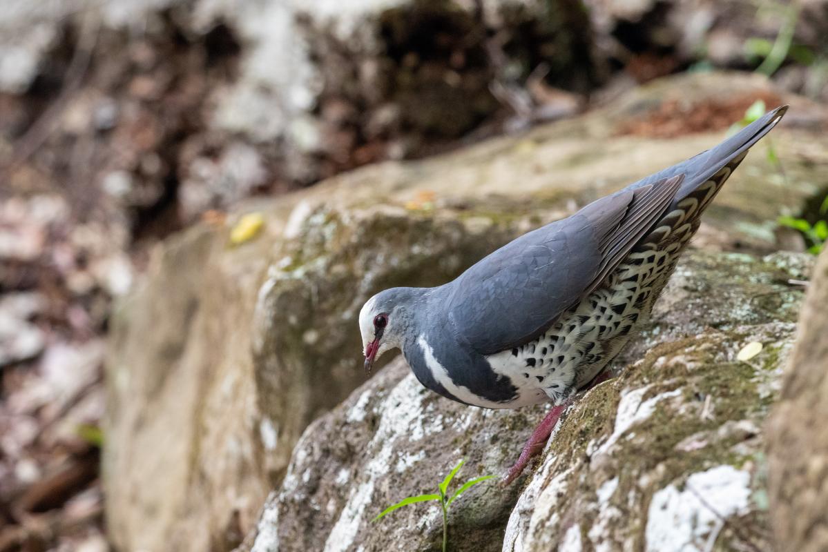 Wonga pigeon (Leucosarcia melanoleuca)