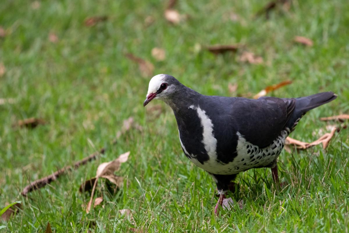 Wonga pigeon (Leucosarcia melanoleuca)