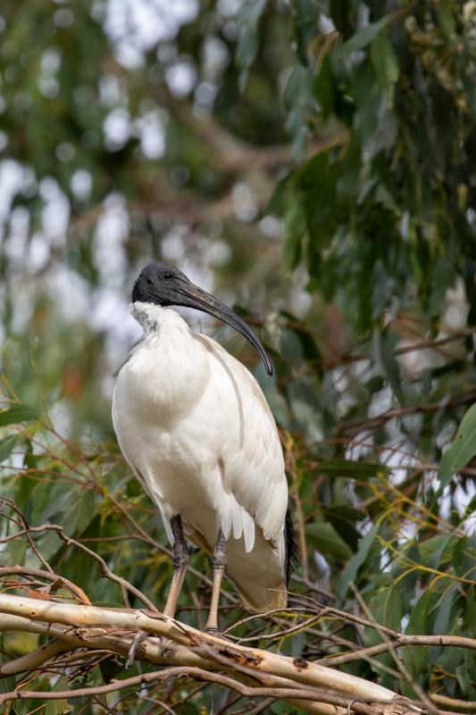 Australian White Ibis (Threskiornis molucca)