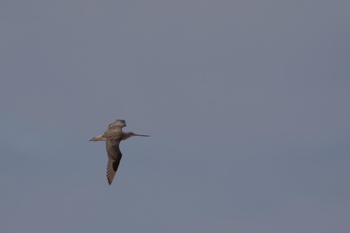 Bar-tailed godwit (Limosa lapponica)