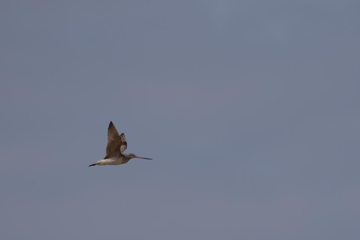 Bar-tailed godwit (Limosa lapponica)