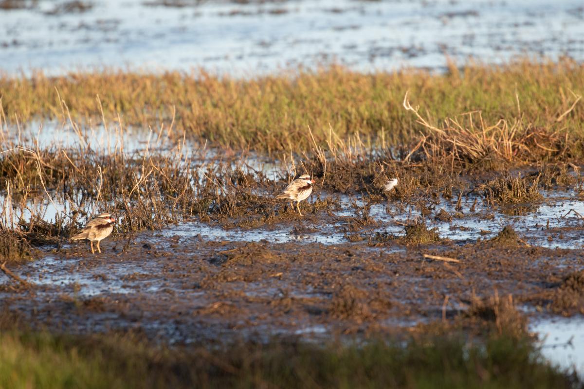 Black-fronted Dotterel (Elseyornis melanops)