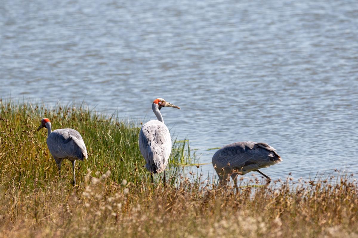 Brolga (Grus rubicunda)