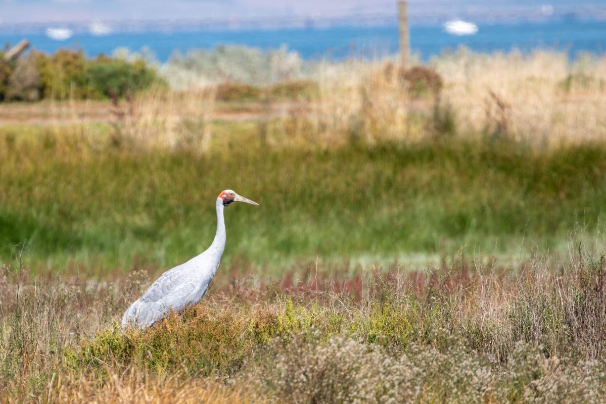 Brolga (Grus rubicunda)