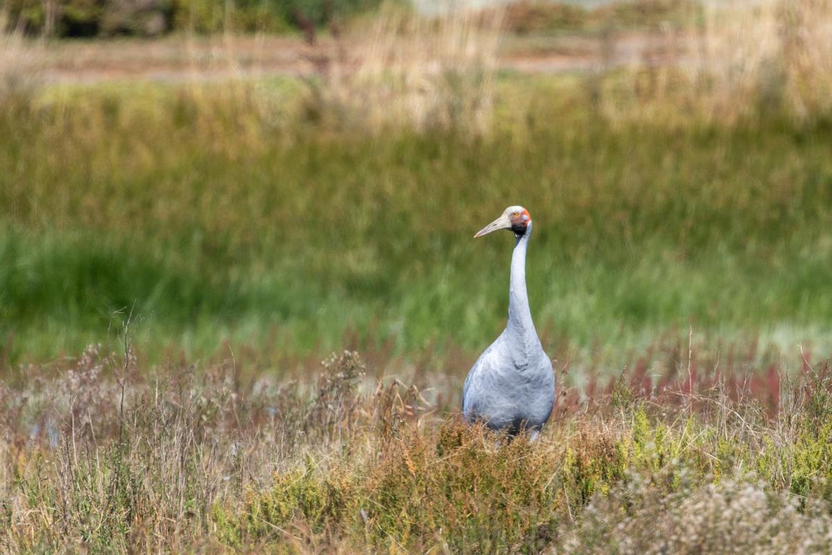 Brolga (Grus rubicunda)