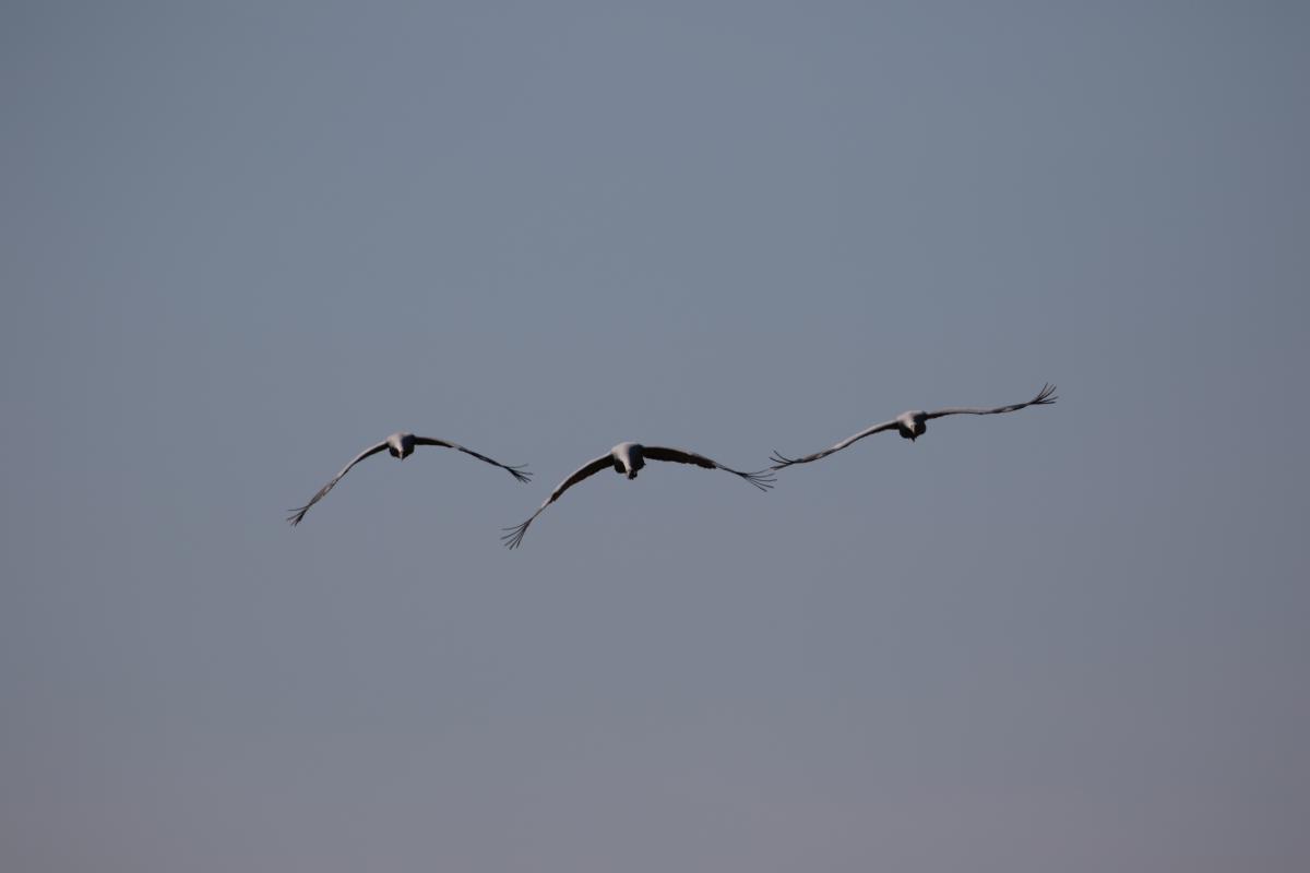 Brolga (Grus rubicunda)