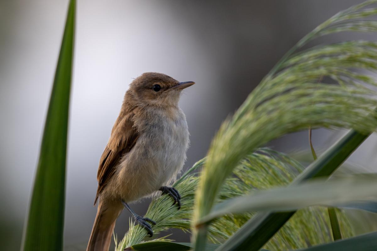 Clamorous Reed Warbler (Acrocephalus stentoreus)