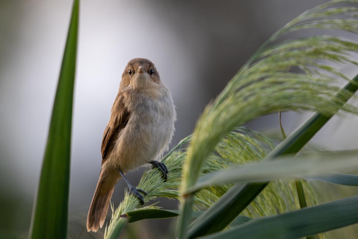 Clamorous Reed Warbler (Acrocephalus stentoreus)