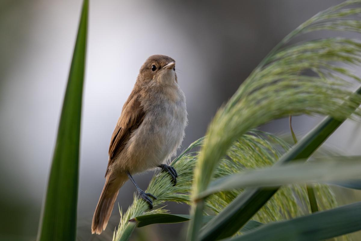 Clamorous Reed Warbler (Acrocephalus stentoreus)