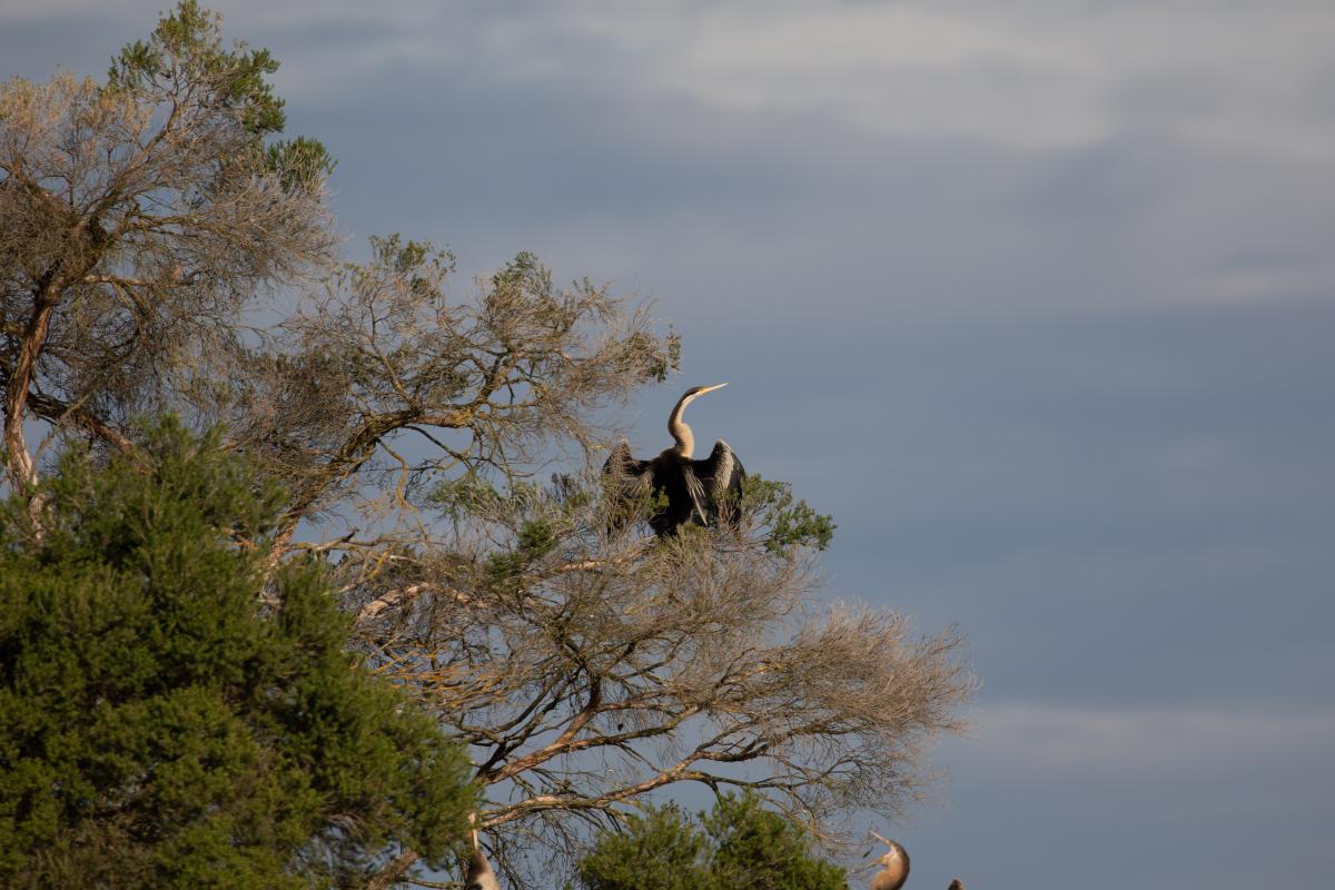 Darter (Anhinga novaehollandiae)