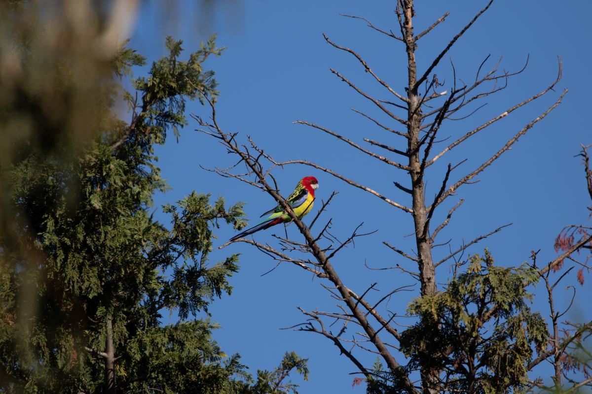 Eastern Rosella (Platycercus eximius)