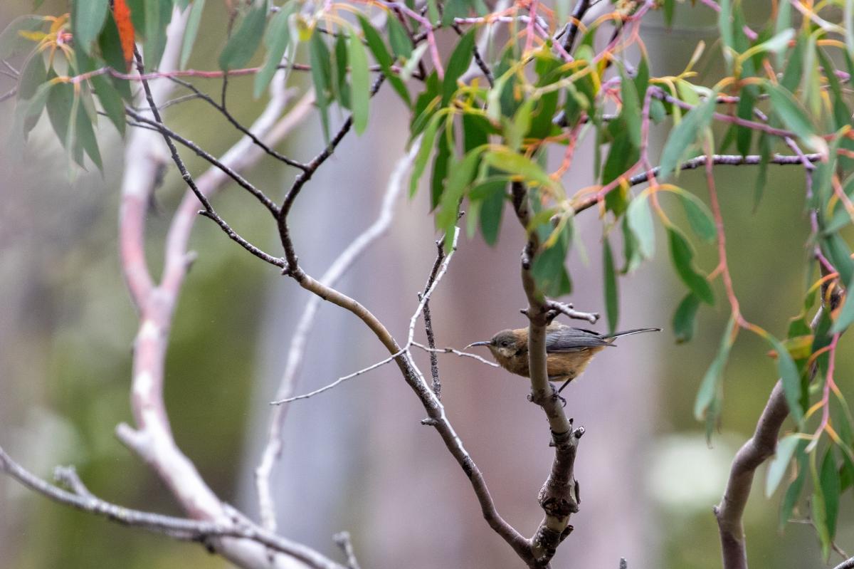 Eastern Spinebill (Acanthorhynchus tenuirostris)