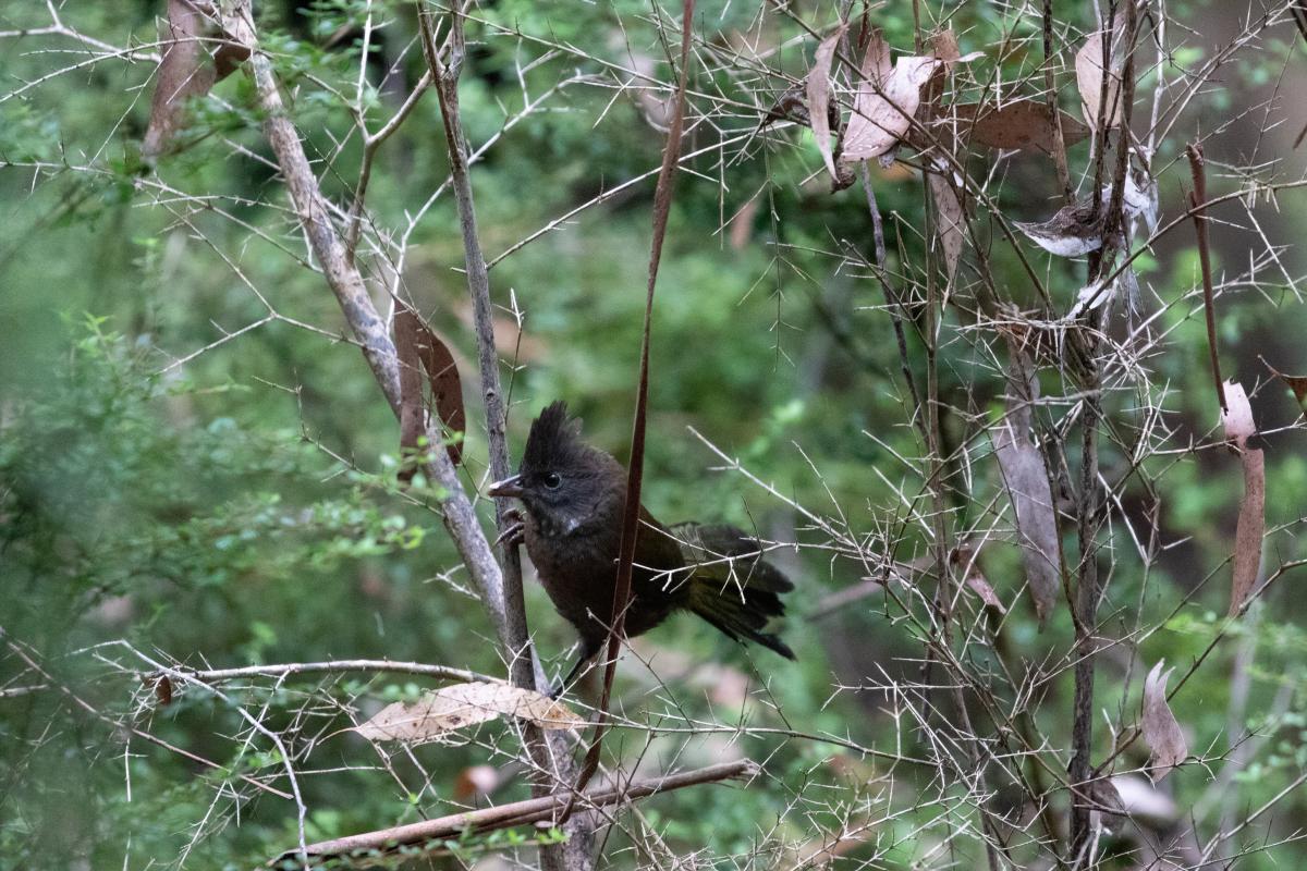 Eastern whipbird (Psophodes olivaceus)