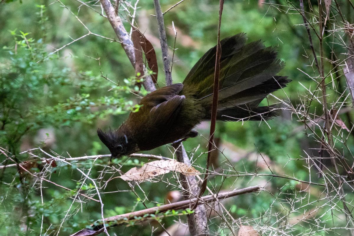 Eastern whipbird (Psophodes olivaceus)