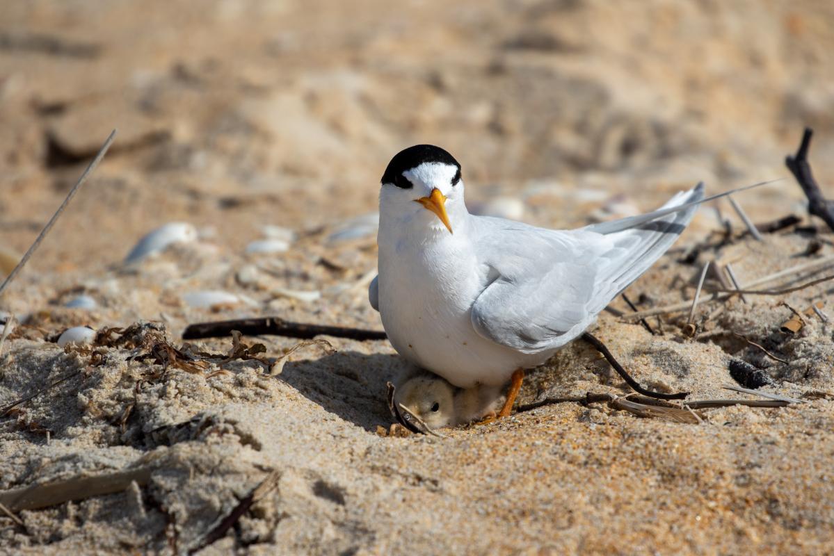 Fairy tern (Sternula nereis)