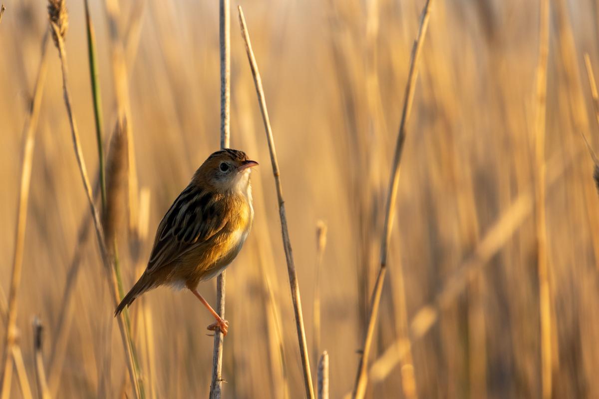 Golden-headed Cisticola (Cisticola exilis)