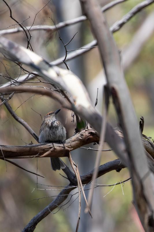 Grey Shrikethrush (Colluricincla harmonica)