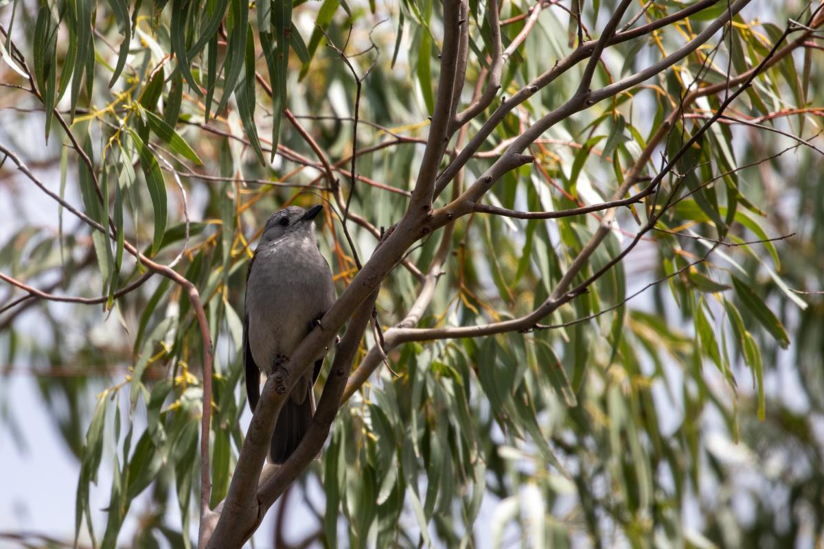 Grey Shrikethrush (Colluricincla harmonica)