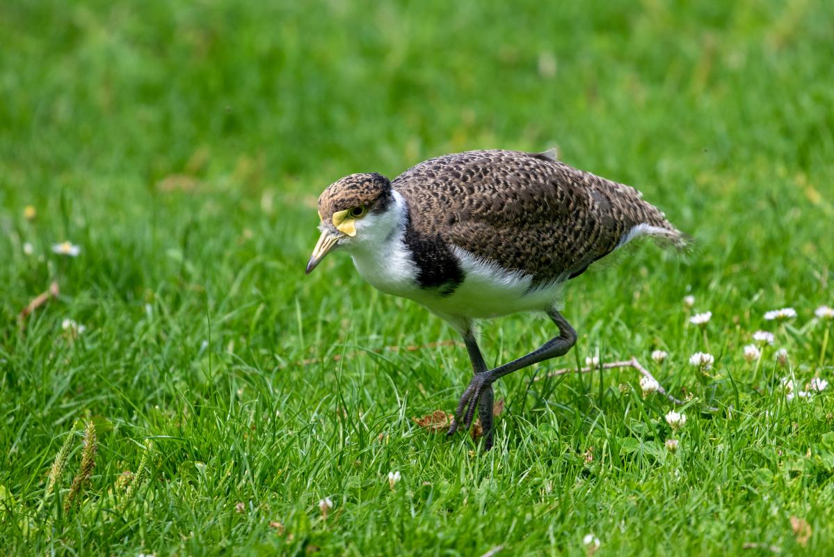 Masked Lapwing, Spur-winged Plover (Vanellus miles)