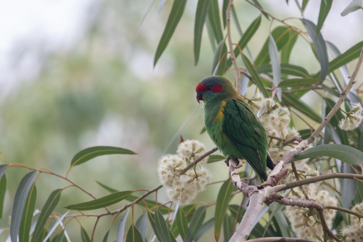 Musk Lorikeet (Glossopsitta concinna)