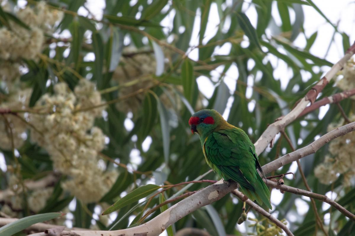 Musk Lorikeet (Glossopsitta concinna)