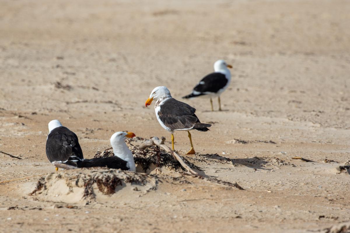 Pacific Gull (Larus pacificus)