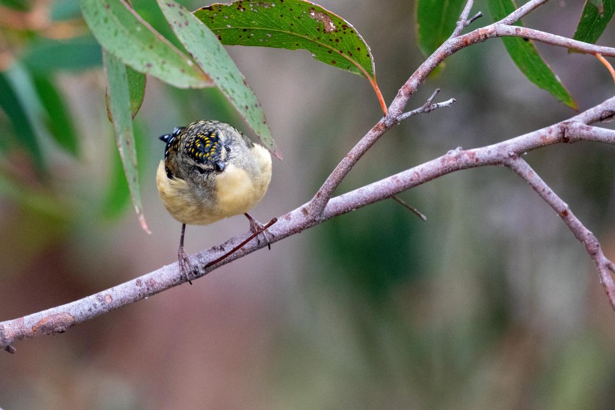 Spotted Pardalote (Pardalotus punctatus)