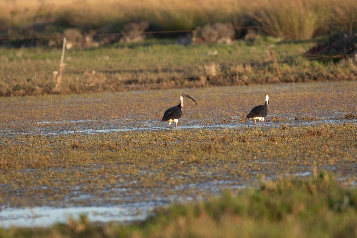 Straw-necked Ibis (Threskiornis spinicollis)