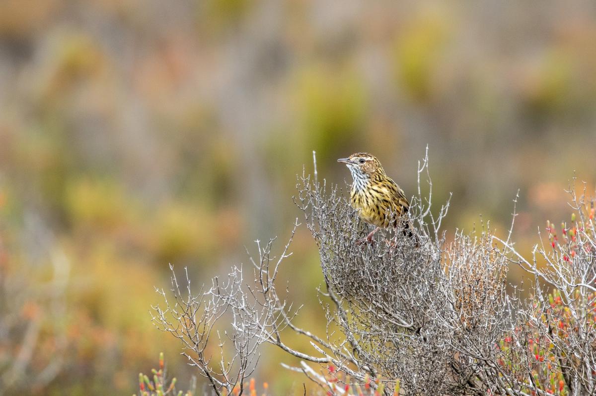 Striated fieldwren (Calamanthus fuliginosus)