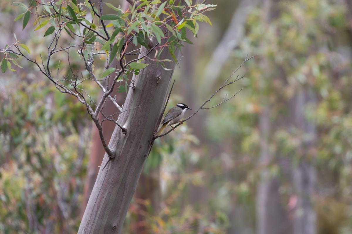 Strong-billed honeyeater (Melithreptus validirostris)