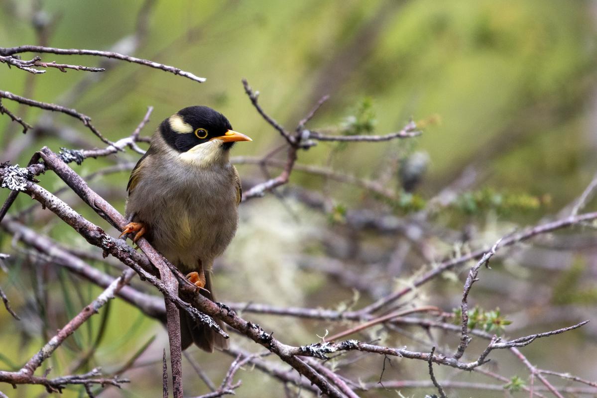 Strong-billed honeyeater (Melithreptus validirostris)