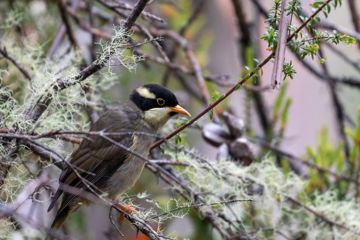 Strong-billed honeyeater (Melithreptus validirostris)