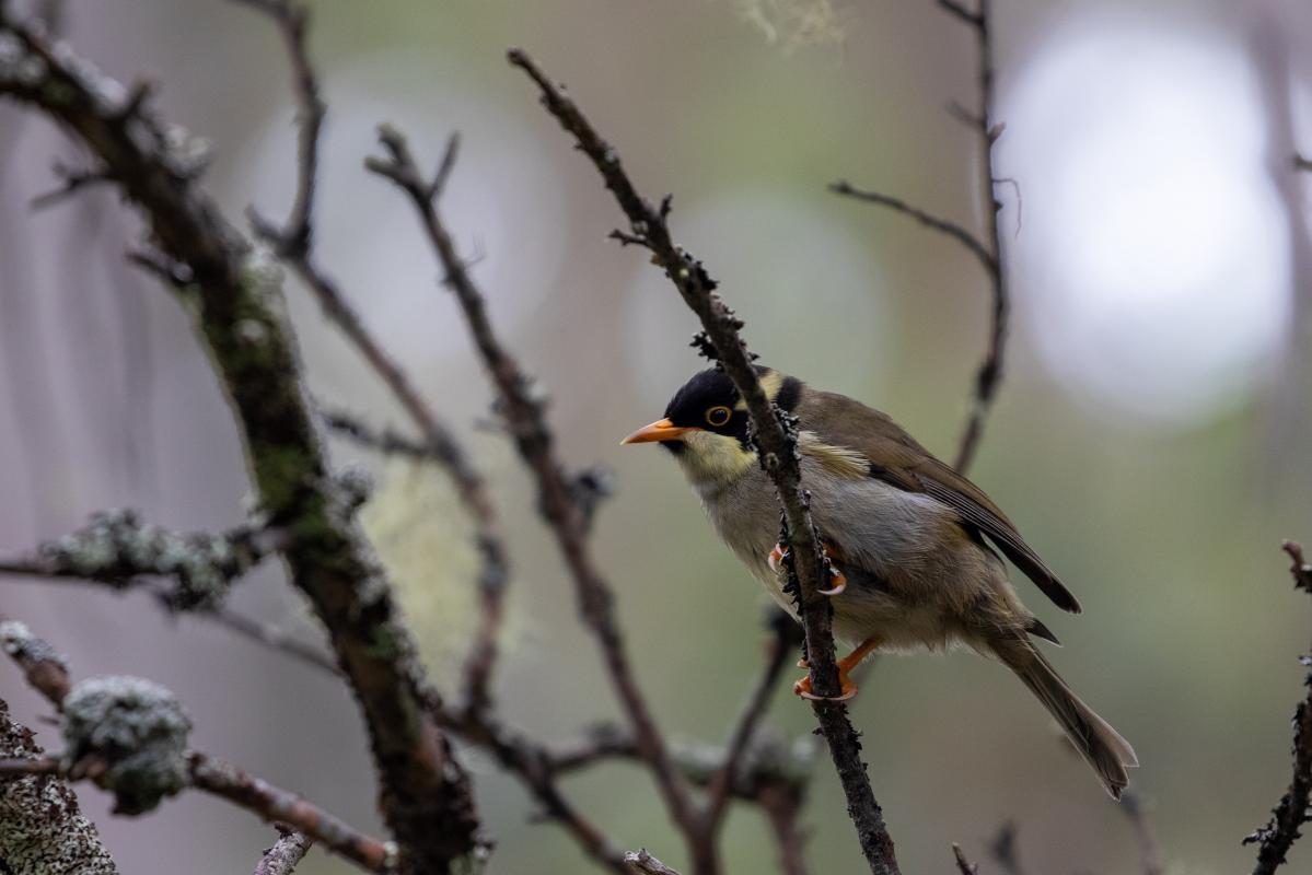 Strong-billed honeyeater (Melithreptus validirostris)