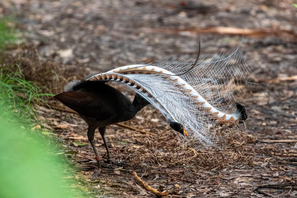 Superb Lyrebird (Menura novaehollandiae)