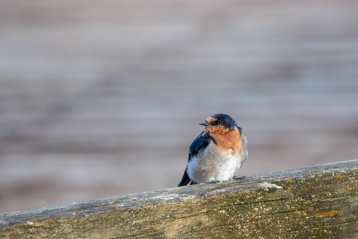 Welcome Swallow (Hirundo neoxena)