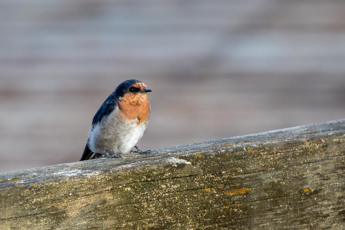 Welcome Swallow (Hirundo neoxena)