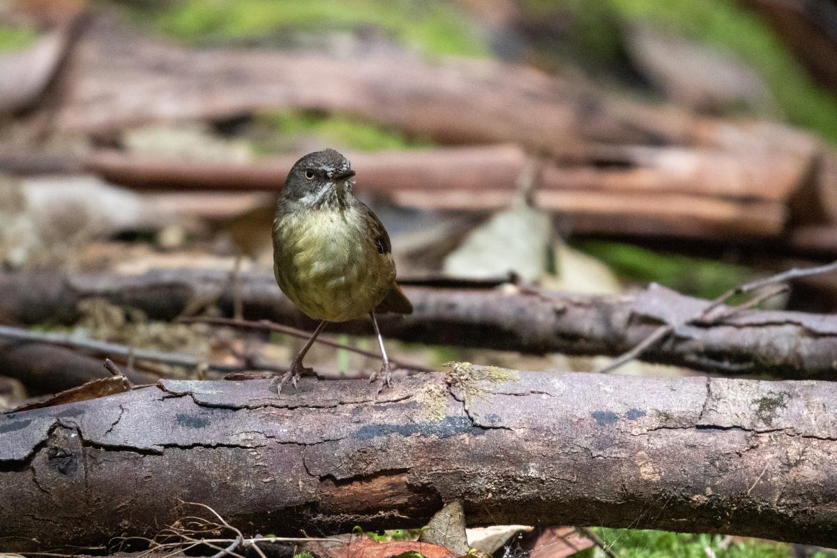 White-browed Scrubwren (Sericornis frontalis)