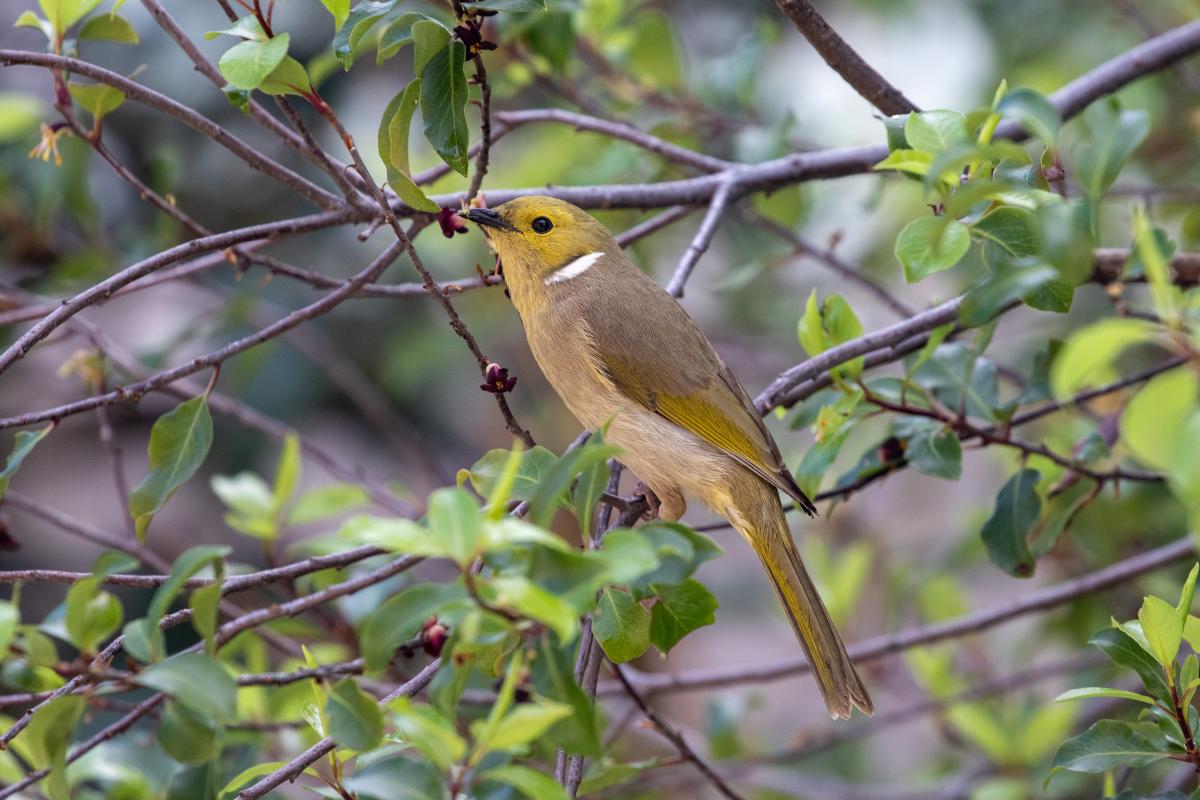 White-plumed Honeyeater (Lichenostomus penicillatus)