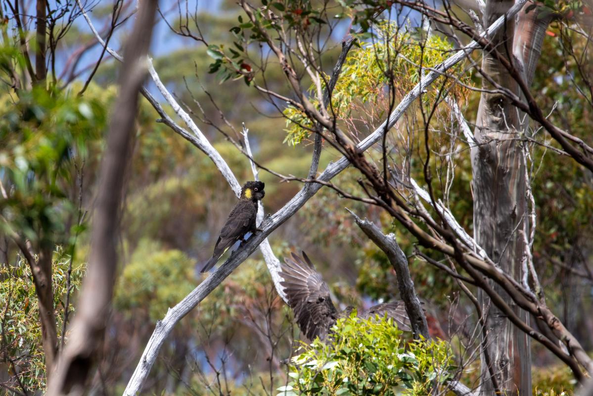 Yellow-tailed Black Cockatoo (Calyptorhynchus funereus)