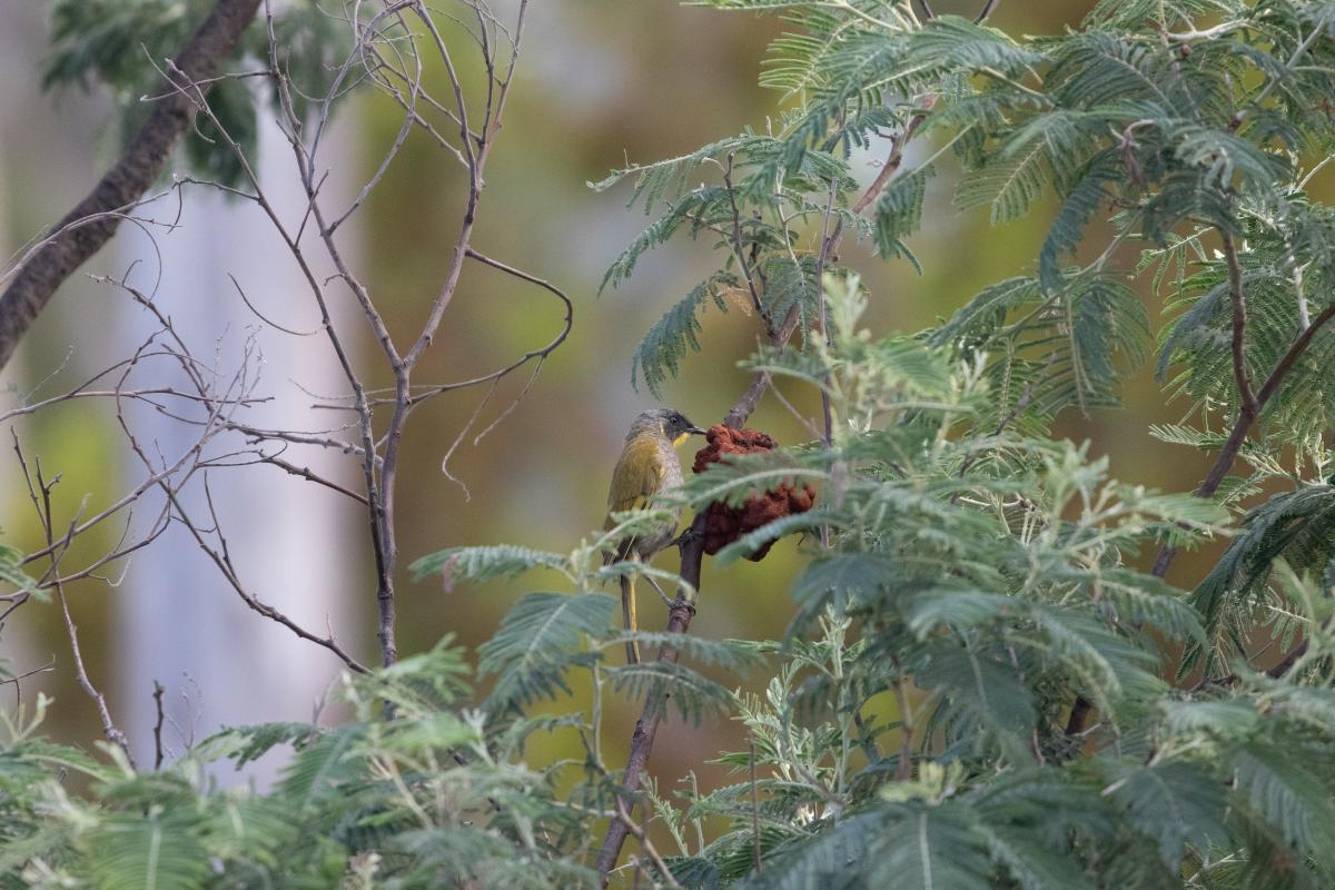 Yellow-throated honeyeater (Nesoptilotis flavicollis)