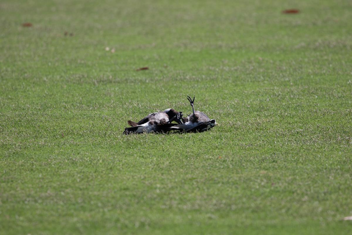 Australian Magpie (Cracticus tibicen)