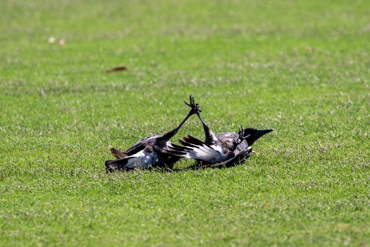 Australian Magpie (Cracticus tibicen)