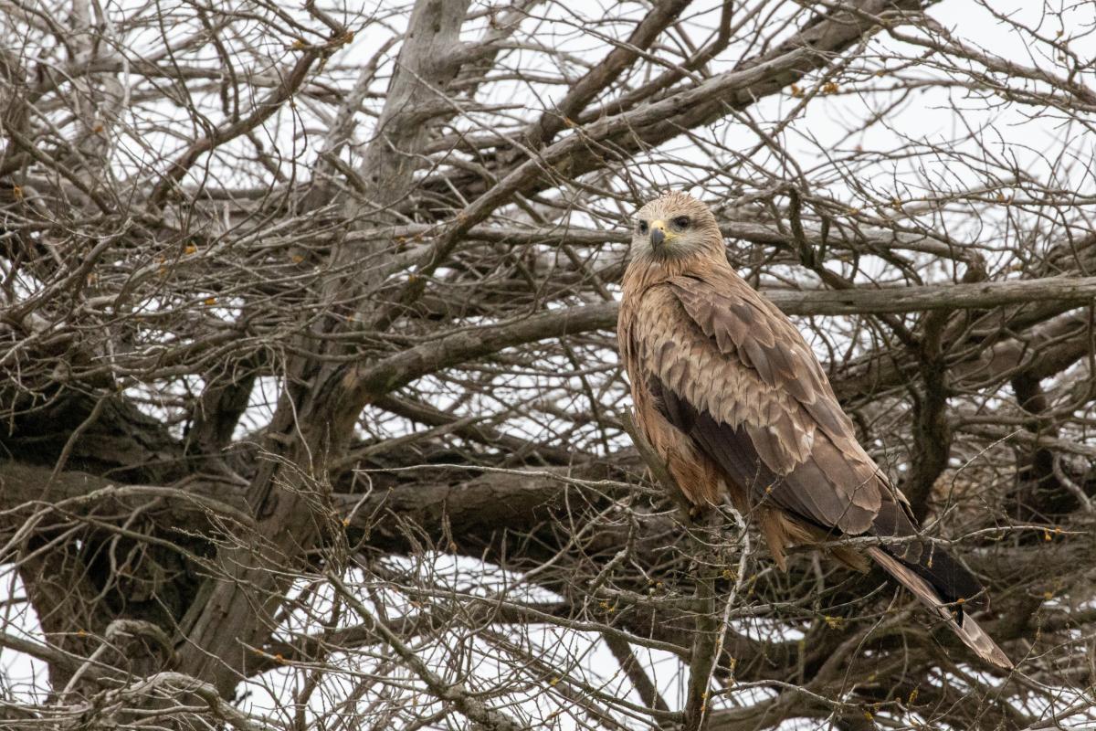 Black Kite (Milvus migrans)