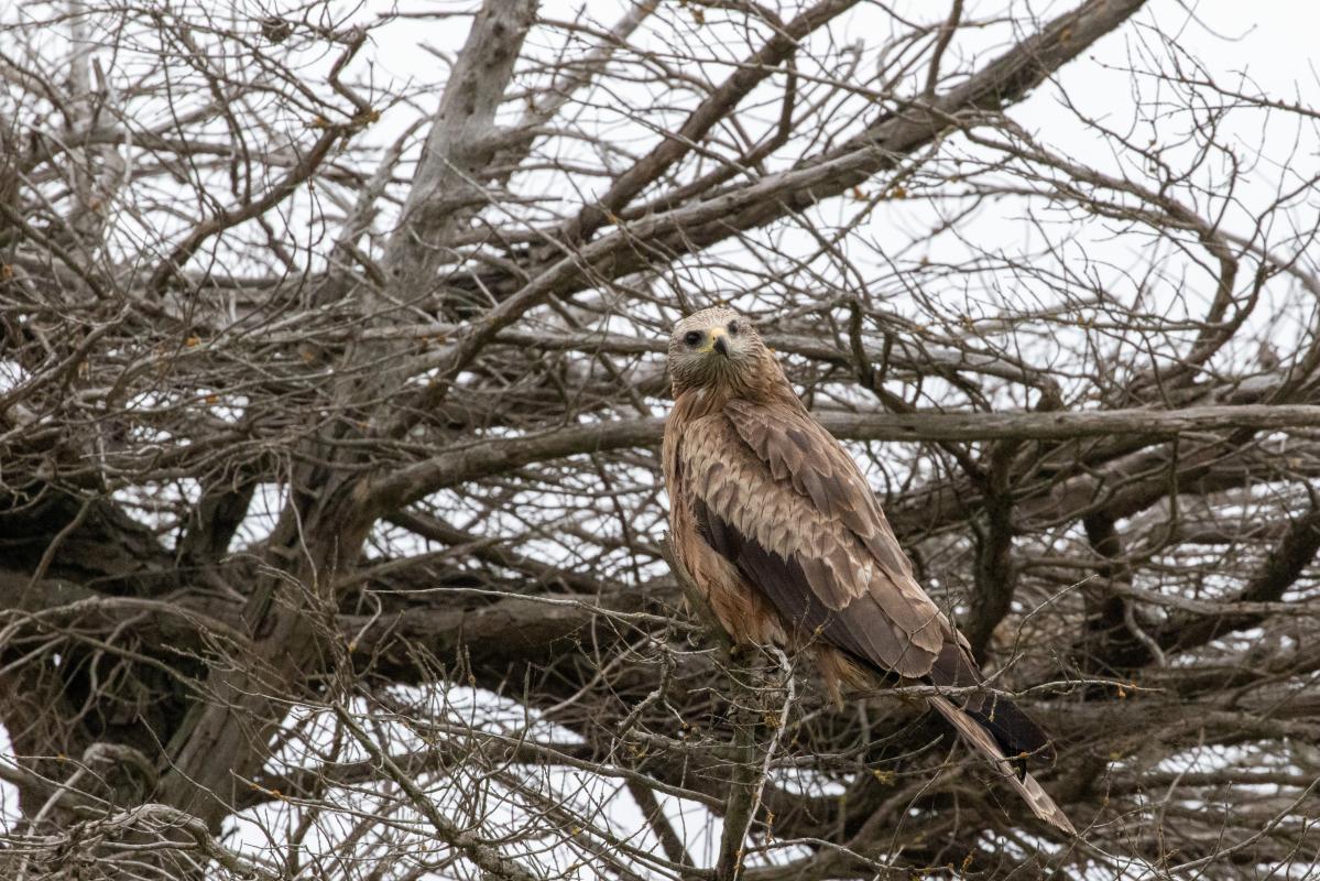 Black Kite (Milvus migrans)