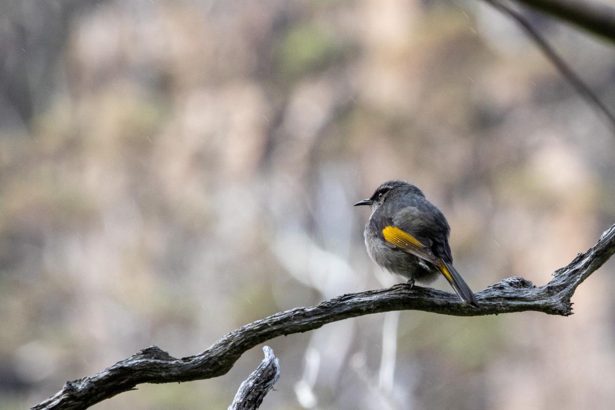 Crescent Honeyeater (Phylidonyris pyrrhopterus)