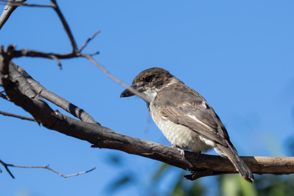 Grey Butcherbird (Cracticus torquatus)