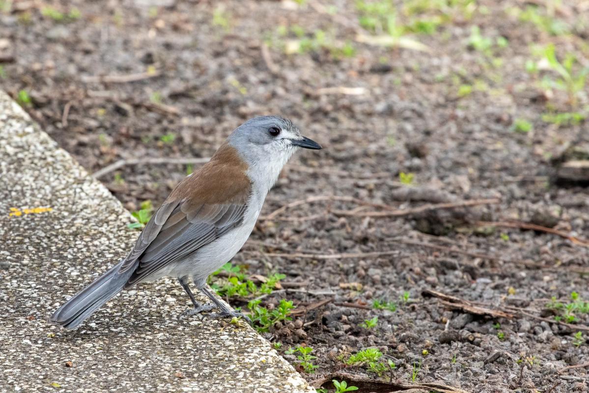 Grey Shrikethrush (Colluricincla harmonica)