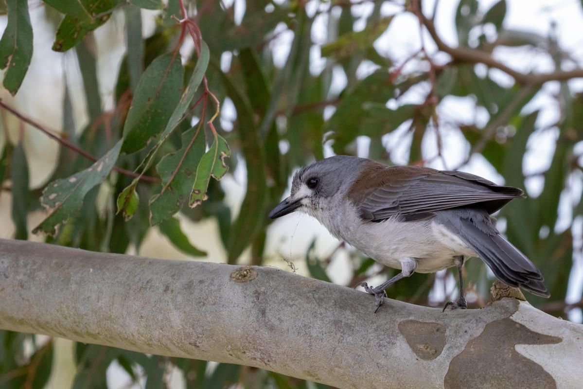 Grey Shrikethrush (Colluricincla harmonica)