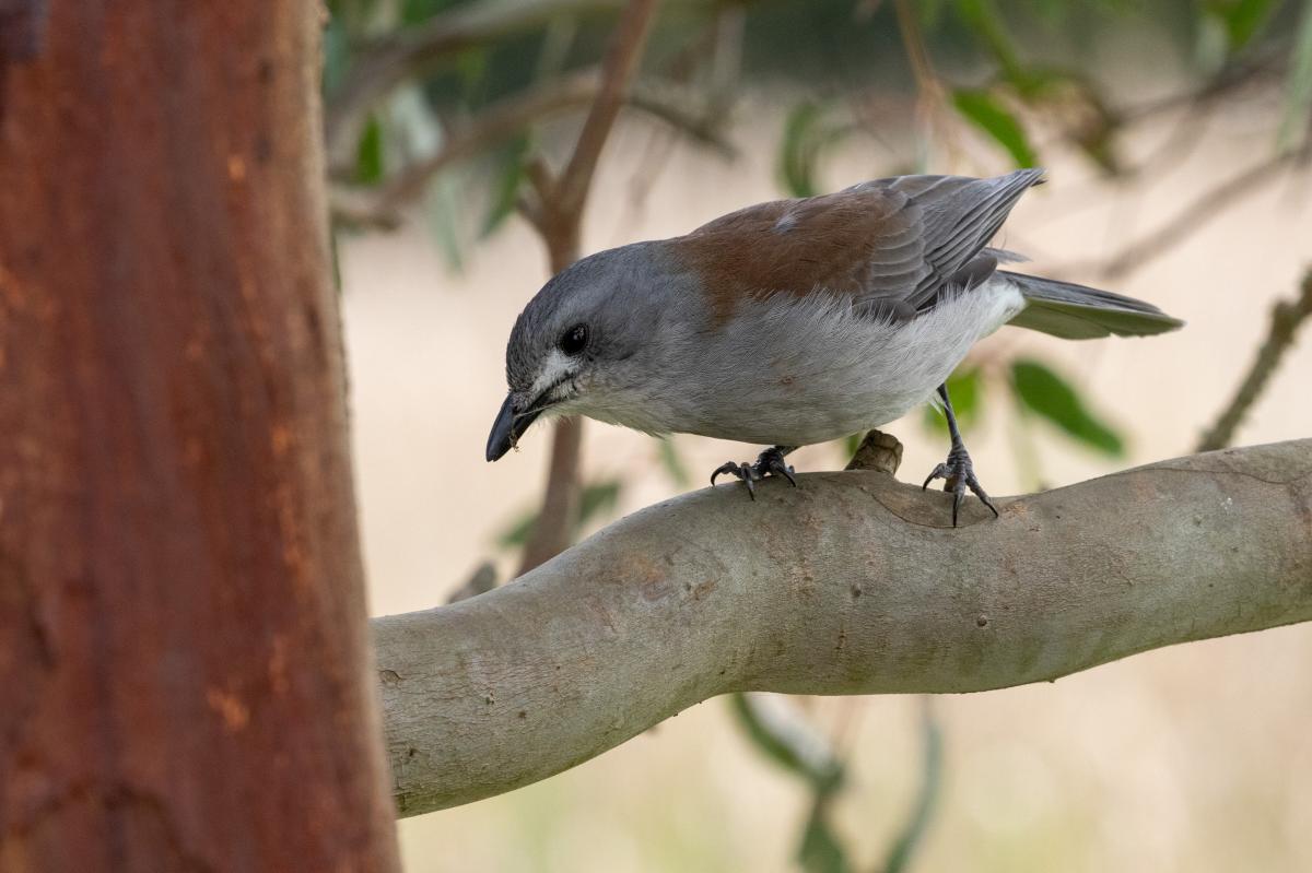 Grey Shrikethrush (Colluricincla harmonica)